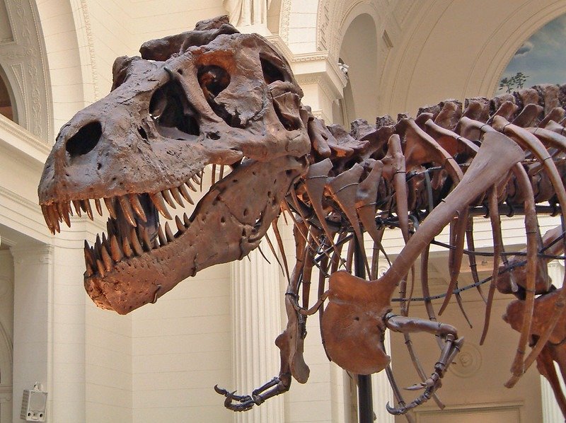 Muzium Dinosaurus | Muzium Terkenal di Seluruh Dunia yang Menyimpan Fosil Dinosaurus